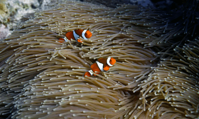 Australia’s Great Barrier Reef hit by record bleaching as oceans warm