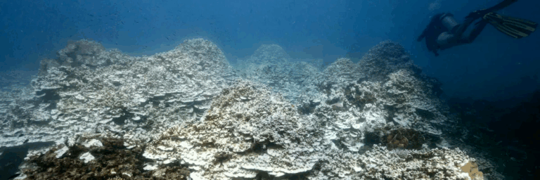 ‘Our New Reality’: Planet Reaches First Climate Tipping Point With Coral Reef Dieback
