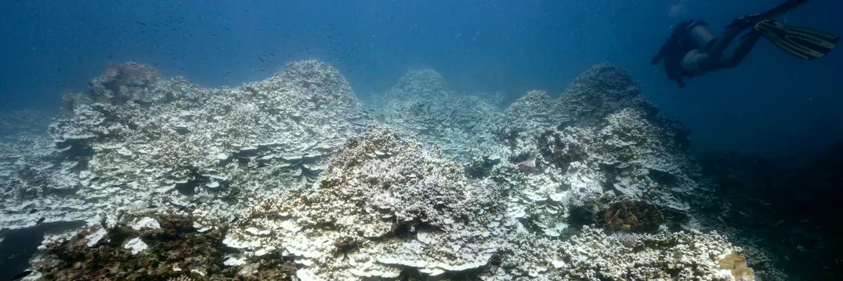 'Our New Reality': Planet Reaches First Climate Tipping Point With Coral Reef Dieback